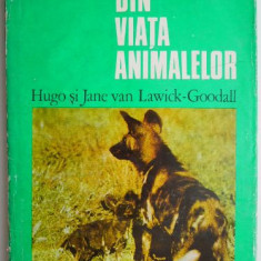 Din viata animalelor – Hugo si Jane van Lawich-Goodall