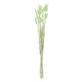 Ramuri Decorative Artificiale, Bunny Tails, 60cm, Culoare Verde Menta, Set 25 Bucăți, Oem