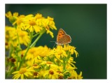 Tablou Canvas, "Fluturele și splendoarea florilor galbene", Fluturi, Flori, Galben, Verde, Fragilitate, Frumusețe, Contraste, Delicatețe, Naturalețe,