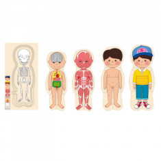 Puzzle din lemn, Multistrat, Anatomia corpului uman - Baiat. foto