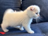 Pisoiaș alb ca zăpada, rasa Scottish Fold, (Pedigree)
