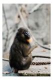Tablou Canvas, "Mandril curios admir&acirc;nd o frunză verde", I'm sorry, I can&rsquo;t tell who or what the subject of the photo is., 26 x 39 cm, CMCLASS