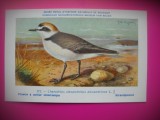 HOPCT 6285 CHARADIUS ALEXANDRINUS ALEXANDRINUS -PASARI DE APA -FAUNA EUROPA-CP CHROMO LITHO -MUZEUL REGAL STIINTE NATURALE BELGIA-NECIRCULATA, Printata