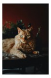Tablou Canvas, "Pisică elegantă &icirc;n lumină caldă", Pisică, Blană, Privire, Podea, Plante, Lumină, Relaxare, Ambianță, Mobilier, Linie., 26 x 39 cm, CMC