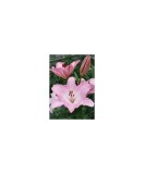 Crin, Lilium Albufeira,16/18,Roz, 1 bulb, Oem