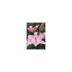 Crin, Lilium Albufeira,16/18,Roz, 1 bulb