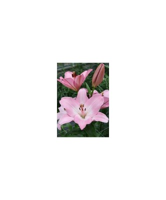 Crin, Lilium Albufeira,16/18,Roz, 1 bulb foto