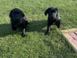 Labrador retriever negru