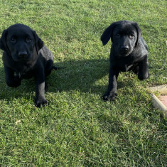 Labrador retriever negru