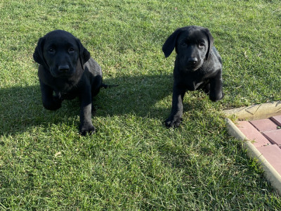 Labrador retriever negru foto