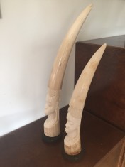 Colt Fildes Elefant foto