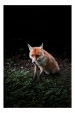 Tablou Canvas, "Vulpea &icirc;n umbra pădurii verzi", Fox, Forest, Dark, Alert, Greenery, 26 x 39 cm, CMCLASS