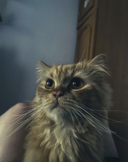 Vand persan- motan foto