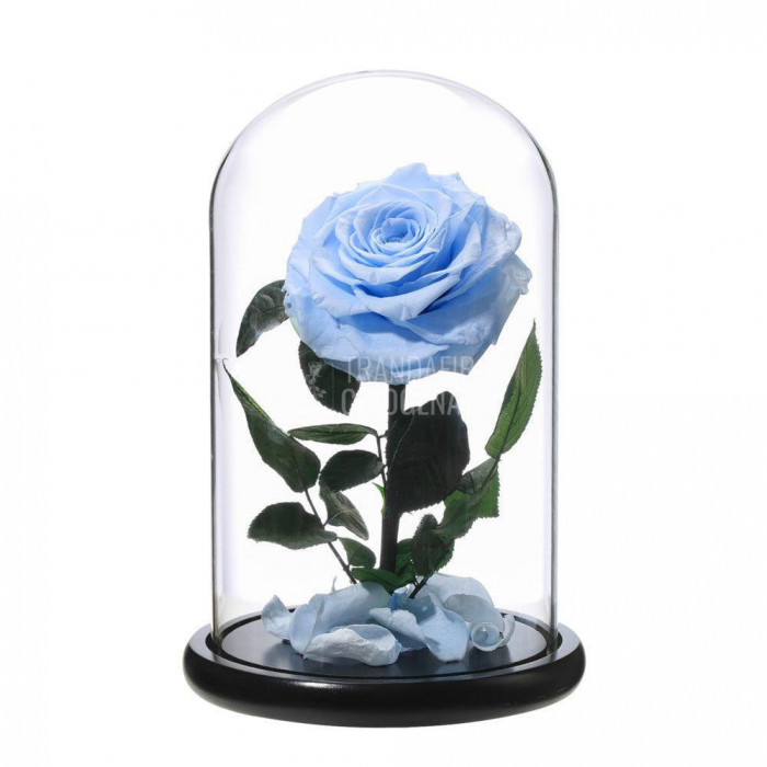 Trandafir Criogenat bleu xxl &Oslash;9,5cm in cupola sticla 17x28cm