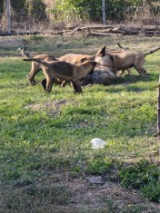 C&acirc;ini ciobănești belgian malinois