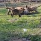 C&acirc;ini ciobănești belgian malinois