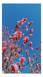 Tablou Canvas, "Magnolii &icirc;nfloresc sub cerul albastru", Flori, Magnolie, Roz, Cer, Albastru, Ramuri, Primăvară, Natură, Delicat, Frumusețe, 26 x 39 cm