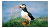 Tablou Canvas, "Puffin pe st&acirc;ncile verzi ale mării", Puffin, Iarbă, Ocean, Cioc, Picioare, Cer Albastru, Natură, Penaj, 39 x 26 cm, CMCLASS
