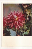 FA72-Carte Postala- RUSIA - Pravda, Dahlias, necirculata 1965
