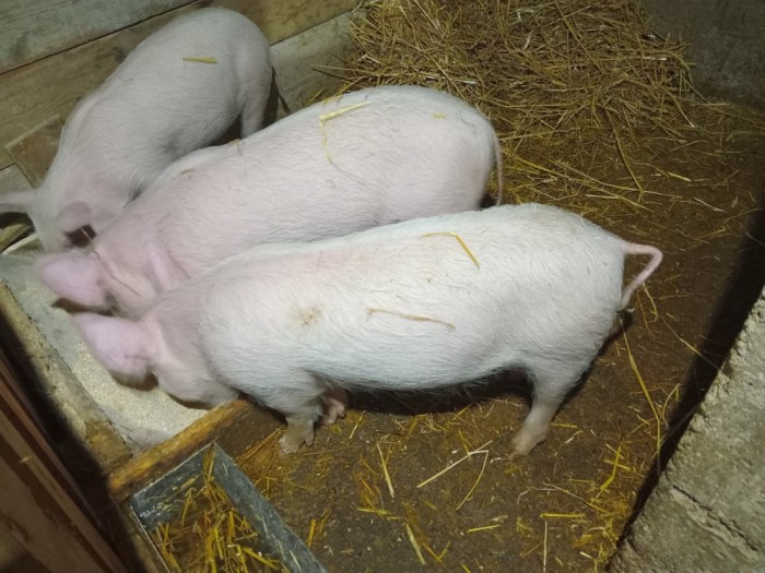 Vand purcei 11 saptamani