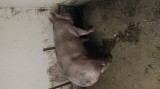 Porci crescuti bio