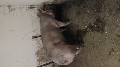 Porci crescuti bio foto