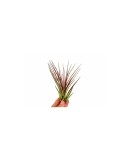 Cumpara ieftin Planta aeriană Tillandsia Melanocrater Red - Mare