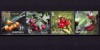 ✅RO 2017 ,LP 2162 ,&quot;Fructe de padure &quot; ,serie ,MNH, Nestampilat
