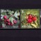✅RO 2017 ,LP 2162 ,&quot;Fructe de padure &quot; ,serie ,MNH