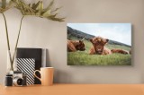 Tablou Canvas Tauri Pufoși Odihnindu-se pe C&acirc;mp, 39 x 26 cm, CMCLASS
