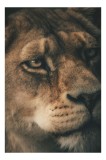 Tablou Canvas, "Privirea enigmatică a leoaicei regale", Puternic, Regal, Vigilență, Eleganță, Introspecție, 26 x 39 cm, CMCLASS