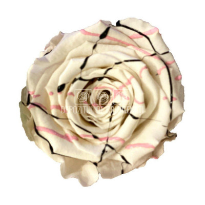 Trandafiri Criogenati XL WHI FESTIVAL (&amp;Oslash;6-6,5cm, set 6 buc/cutie) foto