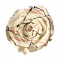 Trandafiri Criogenati XL WHI FESTIVAL (&Oslash;6-6,5cm, set 6 buc/cutie)