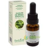 Concentrat Muguri de Brad Argintiu 15ml