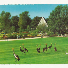AT6 -Carte Postala-AUSTRIA- Essen, Gruga-Park, circulata 1969