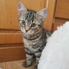 Siberiana de padure foto