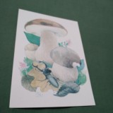 Cumpara ieftin CARTE POSTALA TIRAJ LIMITAT CIUPERCI NECIRCULATA