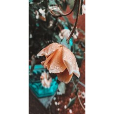 Husa Personalizata SAMSUNG Galaxy J4 2018 Rainy Rose