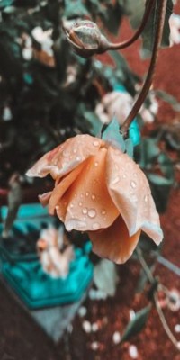 Husa Personalizata XIAOMI Mi A3 \ Mi CC9e Rainy Rose foto