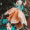 Husa Personalizata ALLVIEW A5 Smiley Rainy Rose