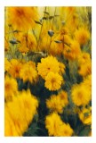 Tablou Canvas Dansul florilor &icirc;n bătaia v&acirc;ntului Natură și Frumusețe, 26 x 39 cm, CMCLASS