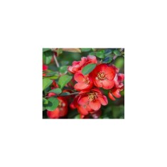 Chaenomeles japonica &ndash; Gutui japonez cu flori roșii sau portocalii, plantă la ghiveci 10 cm