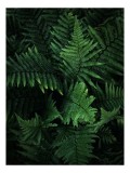 Tablou Canvas cu Frunze de Ferigă, Verde, 26 x 39 cm, CMCLASS