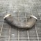 Furtun intercooler dreapta VW TIGUAN 5N_ 2012 OEM: 5N0145834G 3568508