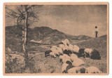 SV * CARTE POSTALA EMISA SUB EGIDA &quot;FUNDATIA CULTURALA REGALA&quot; * Oite la pascut