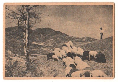 SV * CARTE POSTALA EMISA SUB EGIDA &amp;quot;FUNDATIA CULTURALA REGALA&amp;quot; * Oite la pascut foto