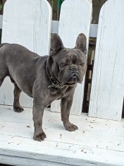Bulldog francez blue pentru monta. foto