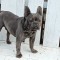 Bulldog francez blue pentru monta.