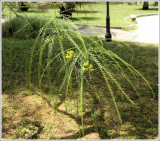 PARKINSONIA ACULEATA - Salcam cu frunze lungi - 5 seminte pentru semanat