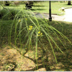 PARKINSONIA ACULEATA - Salcam cu frunze lungi - 5 seminte pentru semanat